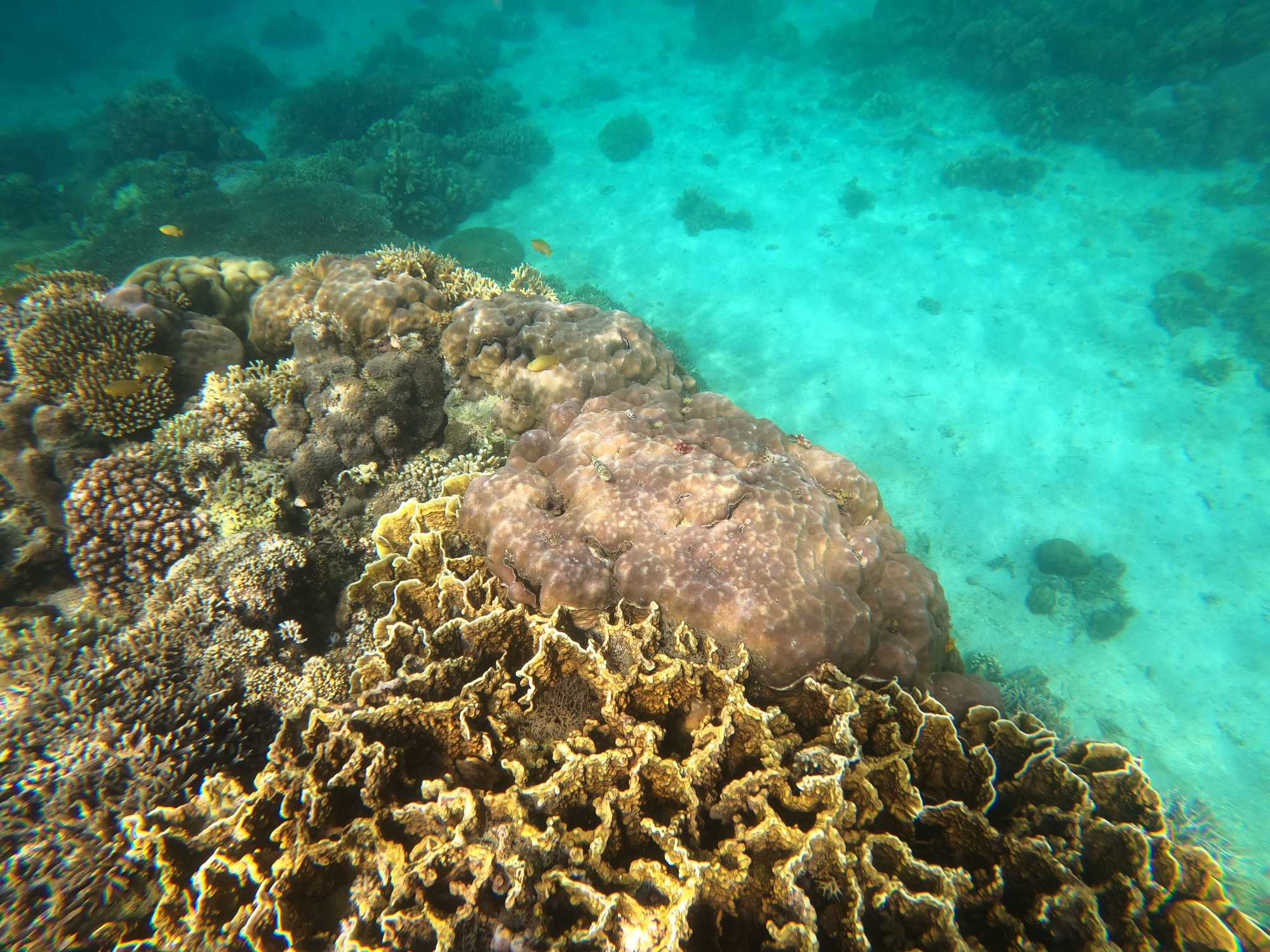 Marine Life at Vitalis White Sands