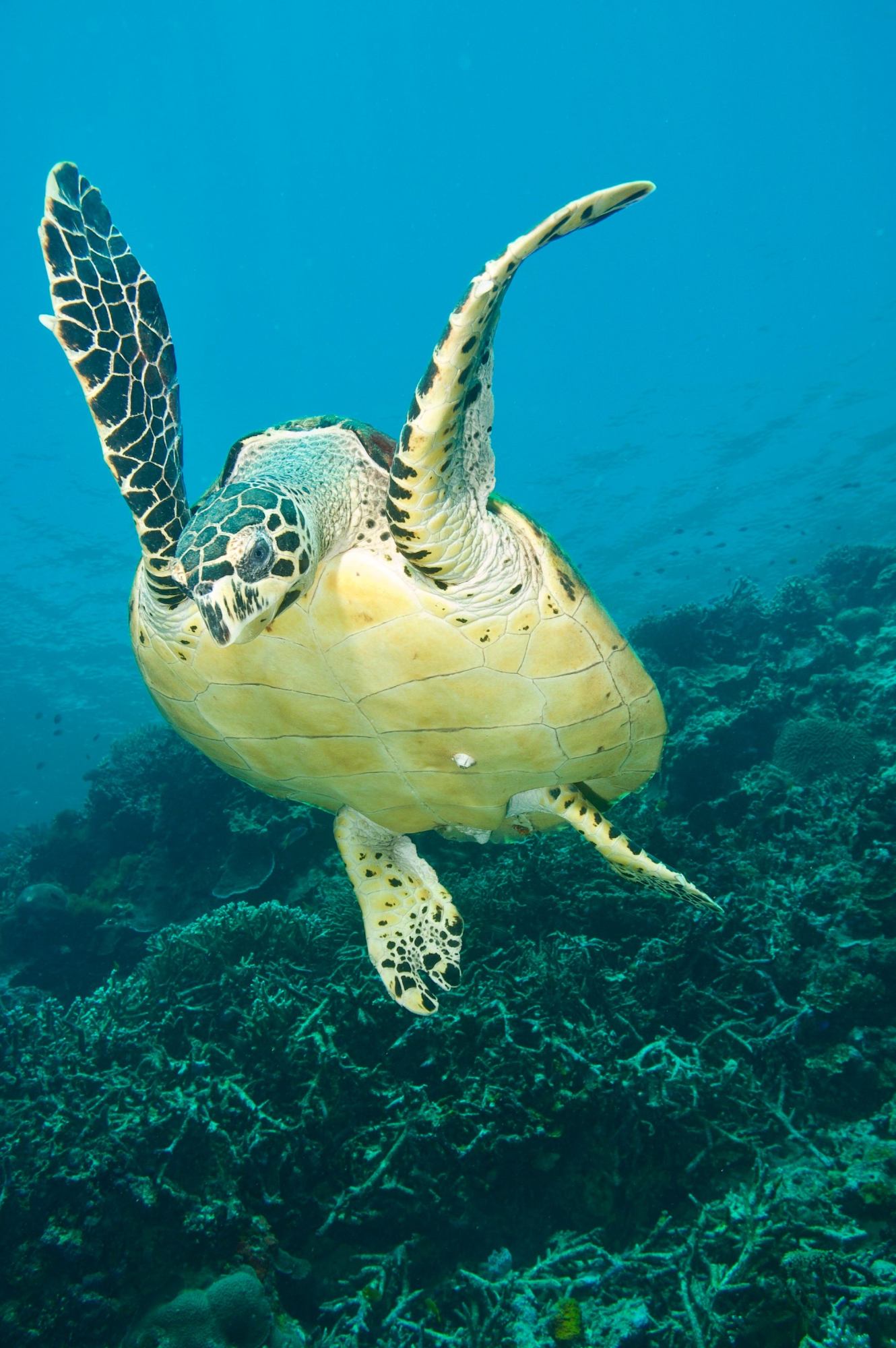 Snorkeling at Vitalis White Sands